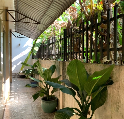 cây xanh mát mẻ quanh khách sạn 