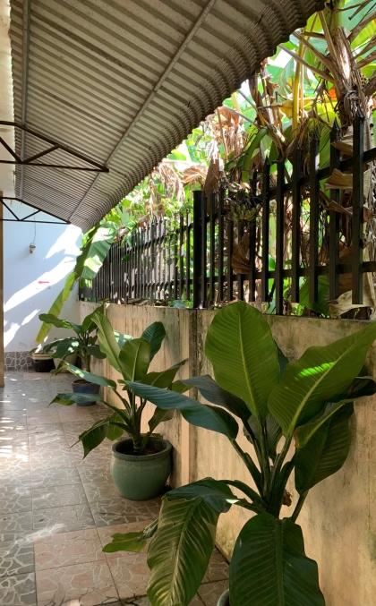 cây xanh mát mẻ quanh khách sạn 